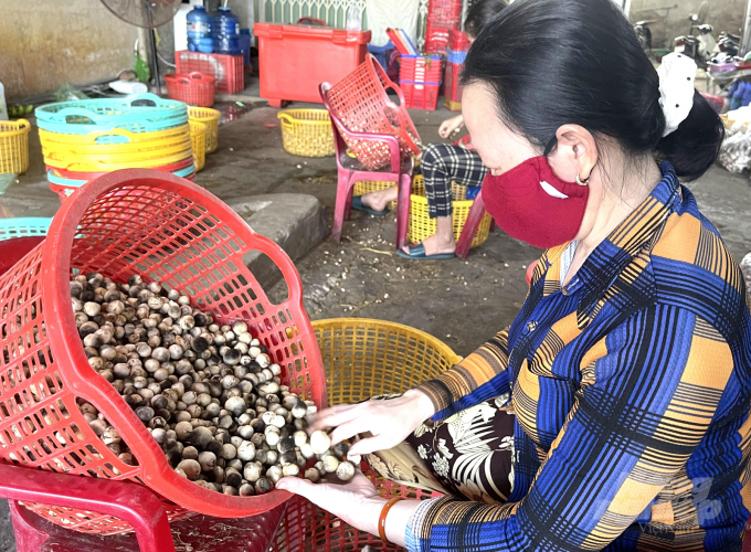 Việc sơ chế, phân loại nấm rơm đem lại công ăn việc làm cho lao động nông thôn. Ảnh: HĐ