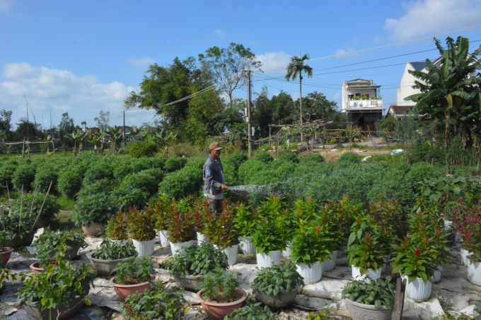 Dù không phải là nghề chính, nhưng nhiều nông dân ở Sơn Tịnh tranh thủ trồng hoa thời vụ để phục vụ thị trường Tết, cho thu nhập rất khá. Ảnh: Thu Phượng.