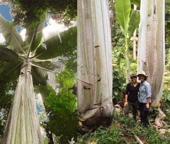 Musa ingens - the giant highland banana. Photo: Documentary.