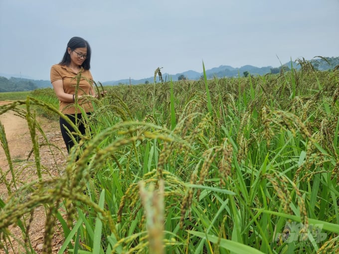 Cán bộ Trung tâm Dịch vụ nông nghiệp huyện Phú Lương kiểm tra sự phát triển của gạo nếp vải Ôn Lương. Ảnh: Toán Nguyễn.