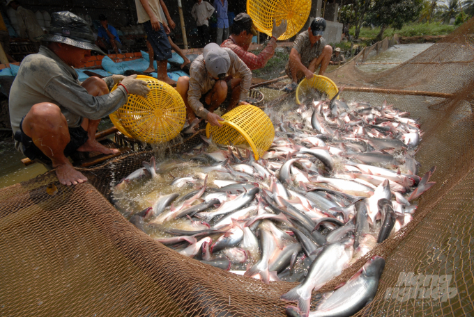 Raw pangasius prices are from VND 23,000 - 23,500 per kilogram (with 0.9-1.2-kilogram/head sizes). Photo: Le Hoang Vu.