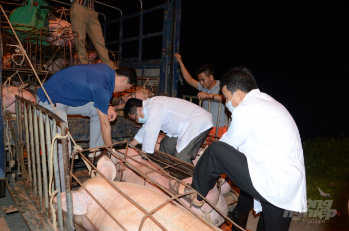 Lực lượng chức năng tỉnh Hà Giang kiểm tra công tác vận chuyển, giết mổ lợn. Ảnh: Đào Thanh.