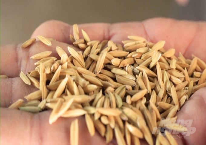 Tham gia dự án VnSAT, nông dân đã sử dụng lúa giống chất lượng, giống lúa xác nhận. Ảnh: Trung Chánh.