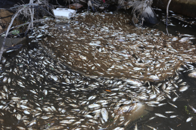 Nhiều loại cá chết bất thường trên suối Ba La. Ảnh: L.K.