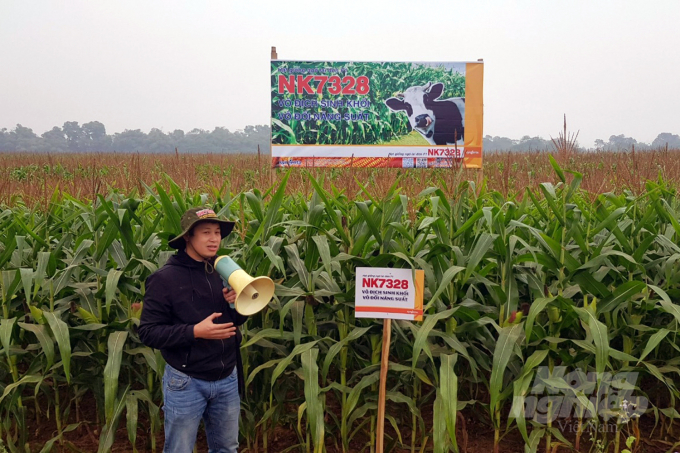 Việc triển khai mô hình trồng ngô sinh khối đã giúp nông dân làm quen với liên kết sản xuất, bao tiêu sản phẩm, ứng dụng các tiến bộ khoa học trong sản xuất. Ảnh: VD.