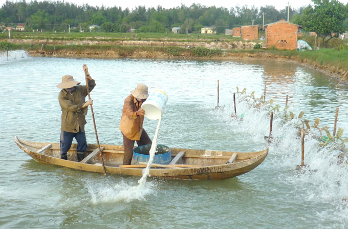 Water is treated before a new shrimp growing season. Photo: V.Đ.T