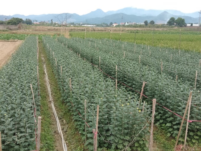 Vườn mẫu chuyên canh trồng hoa mang lại hiệu quả cao về kinh tế cho người dân xã Bình Khê, TX Đông Triều. Ảnh: Nguyễn Thành