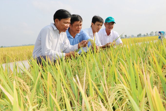 Dự án VnSAT là dự án được các nhà tài trợ đánh giá rất cao về hiệu quả, nhất là trên ngành hàng lúa gạo và cà phê những năm qua. Ảnh: HA.