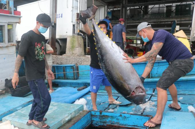 Currently, the main tuna fishing season is reaching its peak. Photo: KS.