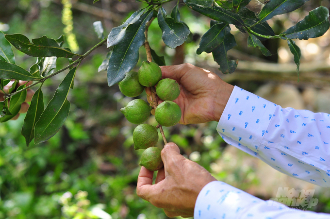 Organic macadamia grows well in Di Linh District, Lam Dong Province. Photo: Minh Hau.