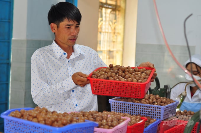Dự kiến năm 2023, Công ty Mắc ca Việt sẽ cung ứng tra thị trường 30 tấn mắc ca hữu cơ. Ảnh: Minh Hậu.