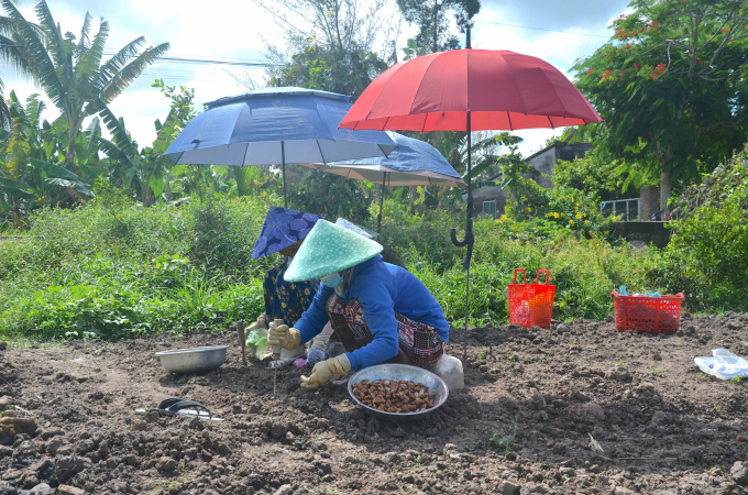 Người dân tích cực chuyển đổi sản xuất, tái cơ cấu nông nghiệp, gia tăng giá trị trên diện tích đất sản xuất. Ảnh: Minh Đảm.