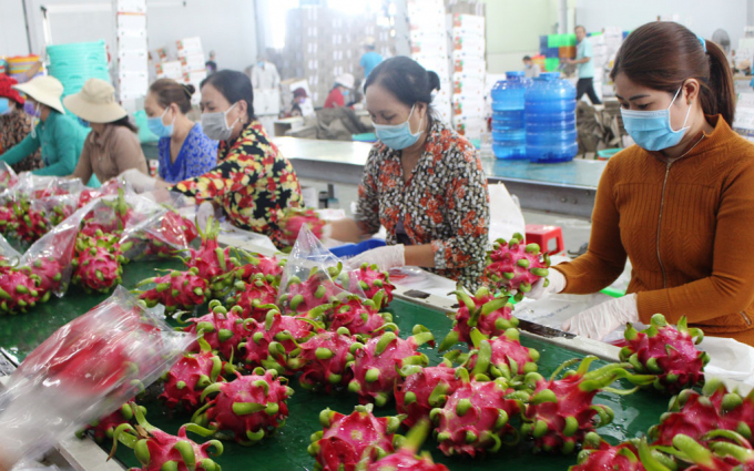 India is a potential market for Vietnamese dragon fruit.