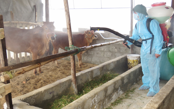 Up to now, many localities have consolidated the veterinary system. Photo: NNVN.