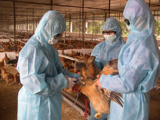 The veterinary industry has recently made great efforts in the research and production of vaccines against livestock and poultry diseases. Photo: NNVN.