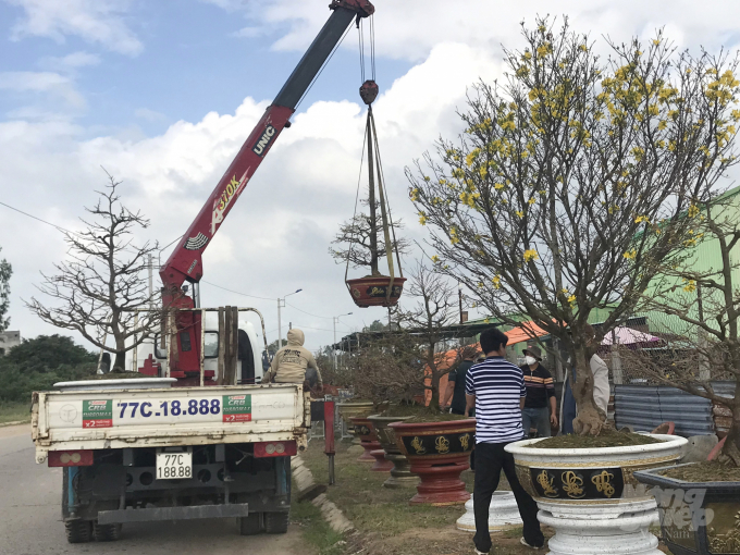 Những chậu mai của nhà vườn mai cảnh An Nhơn được người chơi ở Gia Lai xuống mua. Ảnh: V.Đ.T.