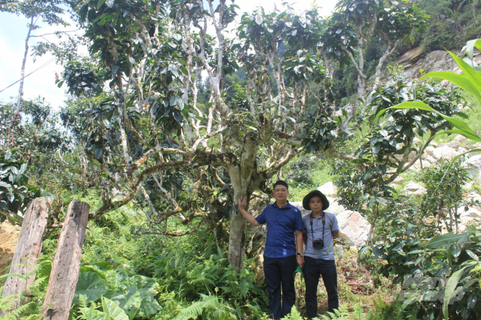 Tỉnh Hà Giang là địa phương có diện tích chè Shan tuyết được công nhận là cây di sản lớn nhất cả nước. Ảnh: Đào Thanh.