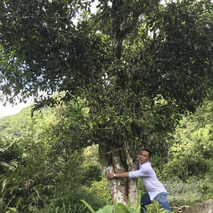 The protection of the heritage Snow Shan tea tree is a matter of great concern to Ha Giang provincial authorities. Photo: Thanh Quyet.