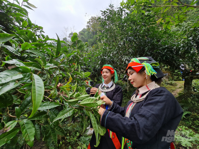 Snow Shan tea tree helps many farmers in Cao Bo achieve a prosperous life. Photo: Dao Thanh.