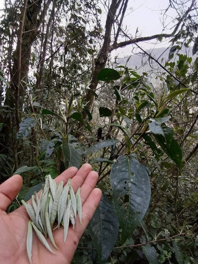 Chè Shan tuyết Hà Giang đồng đều về màu sắc và kích thước, búp chè xoăn chặt, non, thô, bạc cánh. Ảnh: Đào Thanh.