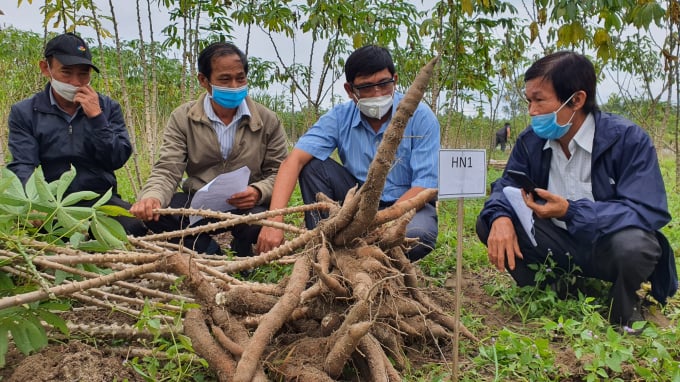 Ngành chức năng tỉnh Quảng Ngãi đang tích cực tìm kiếm các giống sắn kháng tốt được bệnh khảm lá để khôi phục hoạt động sản xuất sắn trên địa bàn tỉnh. Ảnh: L.K.