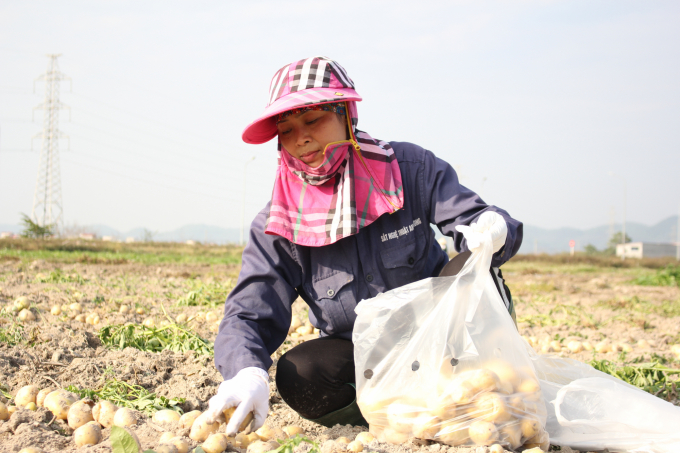 Người dân huyện Quế Võ (Bắc Ninh) đang khẩn trương thu hoạch khoai tây, giải phóng đất để kịp thời gieo mạ, chuẩn bị gieo cấy vụ đông xuân. Ảnh: Trung Quân.