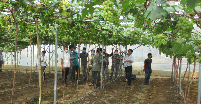 Nông dân tham quan mô hình trồng nho công nghệ cao trong nhà màng của Viện Nghiên cứu bông và Phát triển nông nghiệp Nha Hố. Ảnh: Công Kiên.