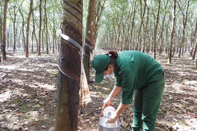 Rubber exports to the EU are expected to increase in 2022. Photo: Thanh Son.