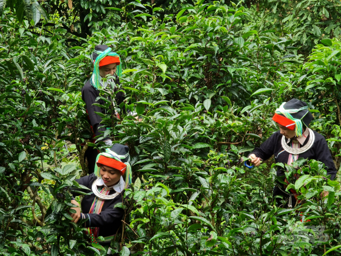 The Snow Shan ancient tea area of Mr. Dang Van Minh's family. Photo: Dao Thanh.