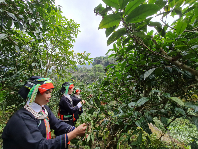 Like Mr. Minh, Snow Shan tea gives Mr. Tai's family and other households in Lung Tao a prosperous life. Photo: Dao Thanh.