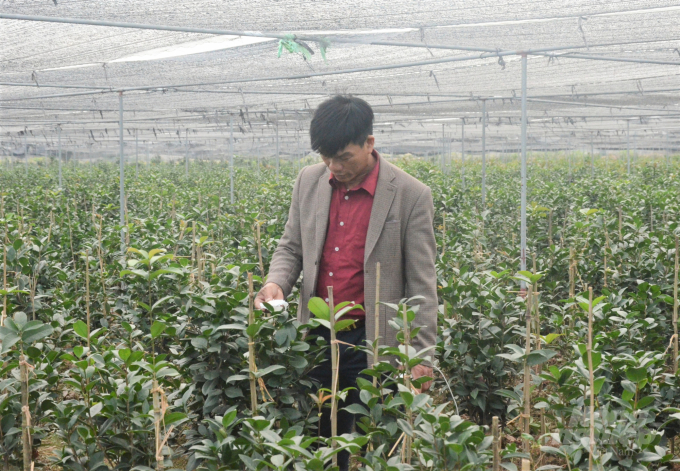 Ông Đạt chăm sóc lứa cây bạch trà sẽ được xuất bán vào dịp Tết Nguyên đán sang năm. Ảnh: Huy Bình.