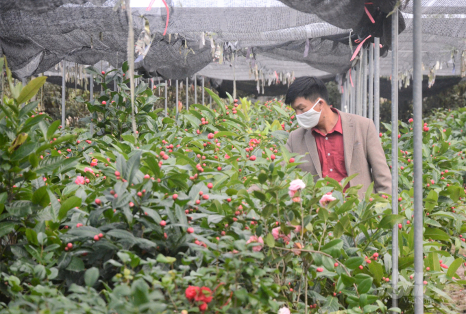Ông Lê Văn Đạt là một chủ vườn có kinh nghiệm lâu năm trong việc trồng cây hoa thân gỗ. Ảnh: Huy Bình.