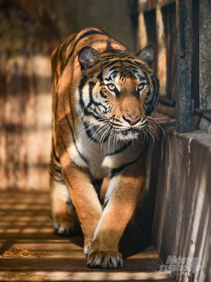 Các 'bảo mẫu' của hổ đặt tên để phân biệt và tạo sự thân thiện trong quá trình chăm sóc. Ảnh: Tùng Đinh.
