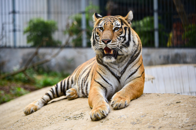 Trung tâm Cứu hộ động vật hoang dã Hà Nội là nơi có số lượng 'chúa sơn lâm' nhiều nhất cả nước với tổng số 36 cá thể. Ảnh: Tùng Đinh.