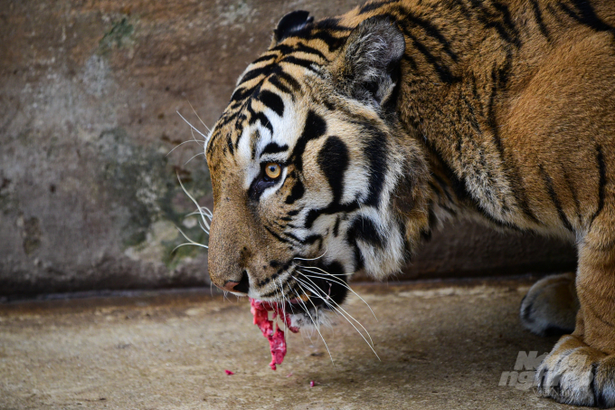 Khẩu phần ăn của 1 con hổ là 5 kg thịt, xương và gan các loại mỗi bữa. Ảnh: Tùng Đinh.