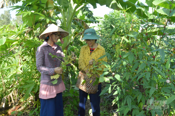 Các thành viên nhóm ‘Tre Mỡ' sưu tầm, trồng và chăm sóc các loại cây bản địa trong khu vườn rừng. Ảnh: Trung Chánh.