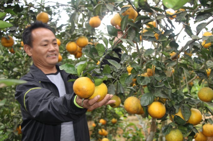 Cam là cây trồng chủ lực quan trọng, đóng góp lớn vào sự vươn lên của nông nghiệp huyện Vũ Quang. Ảnh: Xuân Hoàn.