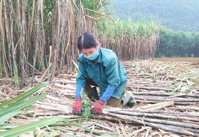 Nghề trồng mía tạo thu nhập ổn định cho đồng bào miền núi Văn Lợi, đồng thời góp phần giảm tải nhu cầu việc làm cho không ít lao động trở về từ miền Nam. Ảnh: Việt Khánh.