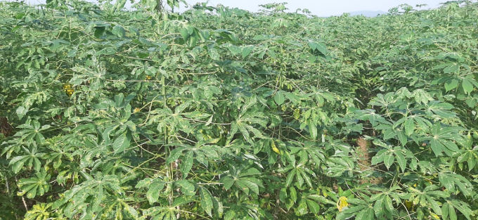 Bệnh khảm lá hoành hành nhiều vùng trồng sắn tại Nghệ An.