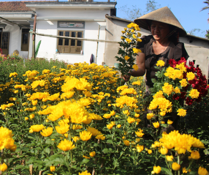 Người dân các địa phương trồng hoa ở huyện Triệu Phong rộn ràng những ngày giáp Tết. Ảnh: Phan Việt Toàn.