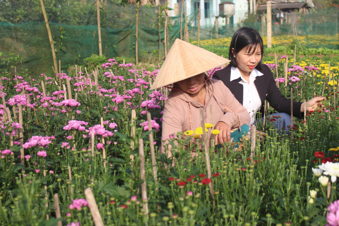 Năm nay, thời tiết rất thuận lợi cho người trồng hoa tại Quảng Trị. Ảnh: Phan Việt Toàn.