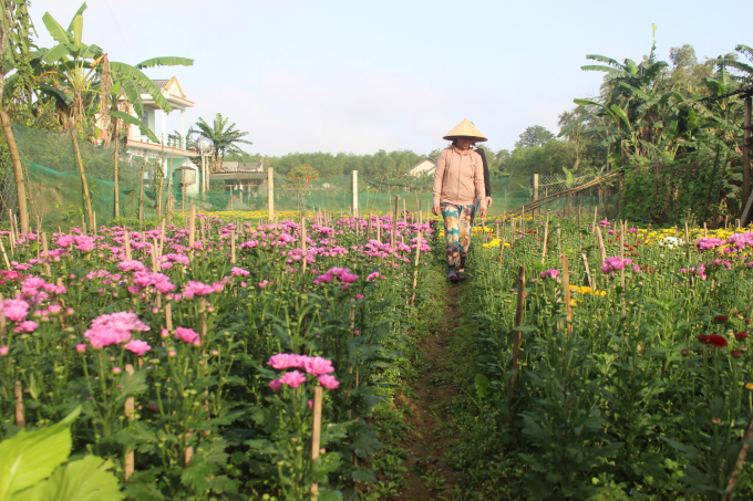 Trồng hoa thời vụ bán Tết đã mang lại nguồn thu không nhỏ cho nông dân. Ảnh: Phan Việt Toàn.