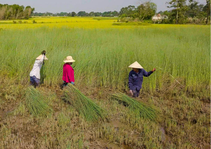 Cây cỏ bàng xứ Huế giờ đây đã 'đổi phận' qua những sản phẩm thủ công giàu tính nghệ thuật. Ảnh: Bảo Hòa.