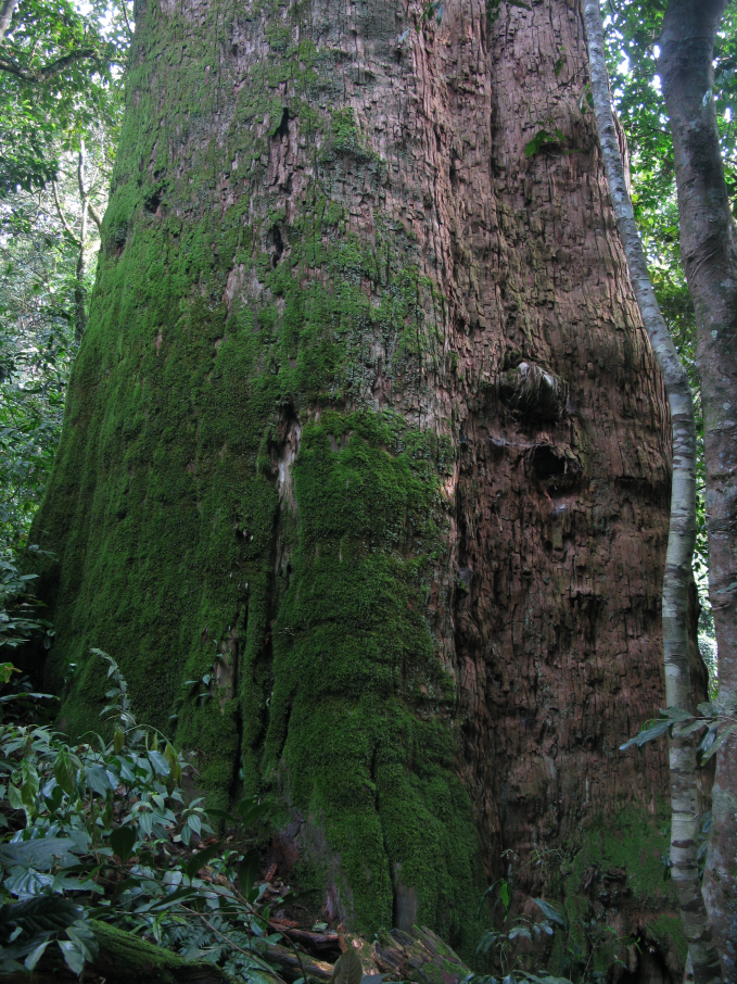 Cây sa mu, loài cây đặc hữu của rừng Pù Mát. Ảnh: Phan Sáng.