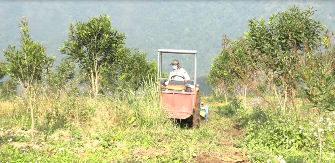 Some macadamia orchards are mechanized by farmers. Photo: Nguyen Thieu.