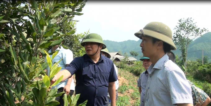 Mắc ca là cây đa mục tiêu, phù hợp với định hướng phát triển nông nghiệp tại tỉnh Sơn La. Ảnh: Nguyễn Thiệu.