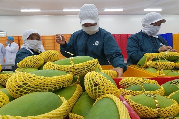 Nhiều sản phẩm nông sản của Việt Nam đang bị 'đánh cắp' thương hiệu do chúng ta chỉ xuất khẩu thô. Ảnh: TL.