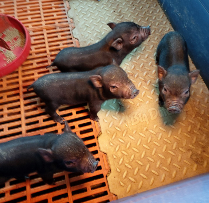 4 con lợn ỉ đực nhân bản tại thời điểm cai sữa. Ảnh: VCN.