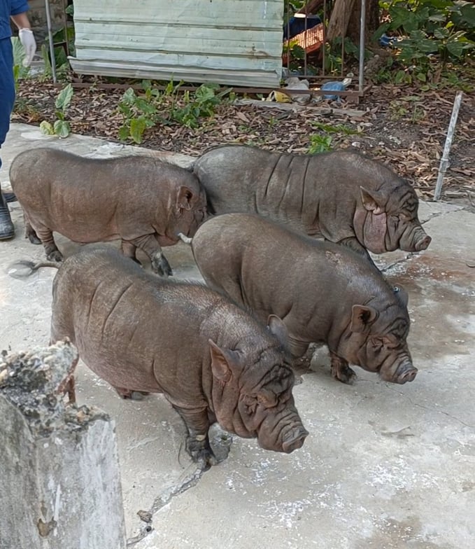 4 con lợn ỉ đực nhân bản 10 tháng tuổi. Ảnh: VCN.