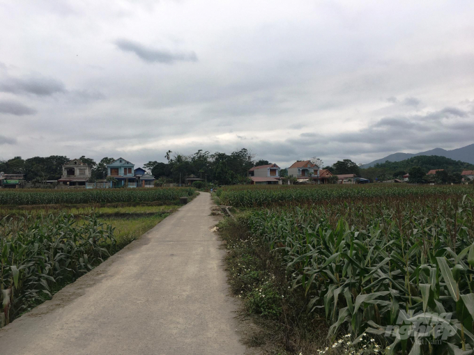 Đường vào bản người Nùng Tân Đô đi qua những cánh đồng ngô xanh mướt. Ảnh: Đồng Văn Thưởng.